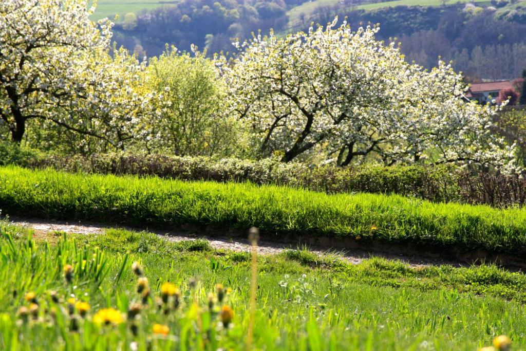 La Source Dorée